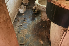 Abril Laranja: maus-tratos de animais não se limitam à agressão física, alerta PCPR