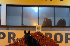 PMPR apreende 254 quilos de maconha no noroeste do estado 