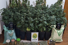 PMPR apreende estufa de maconha no bairro Colombo 