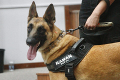 Cão da Polícia Científica detecta vestígios de sangue que olho humano não encontra