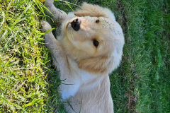 PMPR inicia projeto de terapia com cães para crianças com Transtorno do Espectro Autista