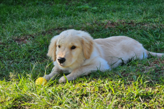PMPR inicia projeto de terapia com cães para crianças com Transtorno do Espectro Autista