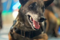 Polícia Penal do Paraná presta homenagem a Kira, primeira K-9 da instituição
