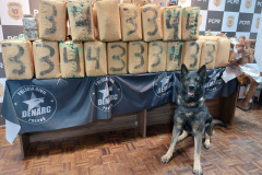 704 quilos: PCPR realiza maior apreensão de haxixe da história do Paraná