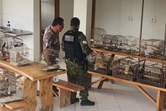 Em operação conjunta com a Polícia Ambiental, IAT apreende 57 pássaros em Ibaiti