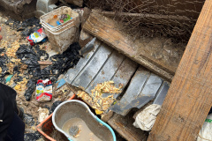 PCPR prende homem em flagrante por maus-tratos a 37 cães em Castro