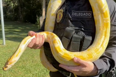 PCPR deflagra operação para desarticular um dos maiores grupos de tráfico internacional de animais do País