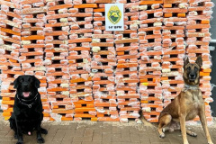 Faro apurado: canis da PMPR causam prejuízo de R$ 900 milhões ao crime desde 2023