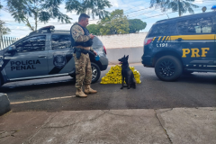 Cadela da Polícia Penal do Paraná encontra 81 kg de maconha em ação com a PRF