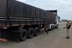 Com ajuda de cão, PMPR intercepta 1 tonelada de maconha em caminhão de arroz