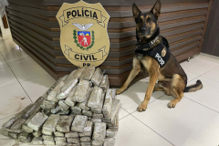 Operações com cães da PCPR ajudaram a tirar 5,7 toneladas de drogas de circulação em 2025