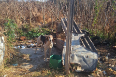 PCPR resgata 11 cachorros vítimas de maus-tratos em Piraí do Sul