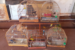 PCPR resgata 70 animais em situação de maus-tratos em Toledo