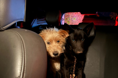 Perita da Polícia Científica do Paraná resgata animais após acidente com vítimas fatais