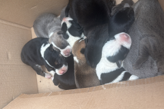 PMPR resgata cachorra ferida e seus filhotes em área de mata em Colombo 