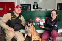 Cão policial da PMPR realiza doação e salva de adela vítima de atropelamento em Cascavel