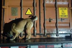 PMPR e PF apreendem mais de 11 toneladas de maconha em fiscalização na BR-277