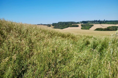 PMPR multa proprietária em R$ 330 mil por plantio ilegal em área embargada em Tibagi