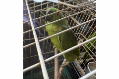 PCPR, PMPR e IAT resgatam 36 aves silvestres durante operação em Paraíso do Norte