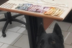 Cão farejador da PMPR encontra 110 pedras de crack durante abordagem em Guaratuba