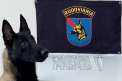 Equipe da PMPR prende homem com 289 unidades de cocaína e crack com o auxílio de cão farejador