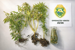 PMPR apreende plantas de maconha e prende responsável por cultivo ilegal na Ilha do Mel