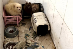 PCPR e PCIPR resgatam 50 cães em situação de maus-tratos em Piraquara