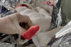 Helicóptero Arcanjo 01 transporta recém-nascida no Verão Maior Paraná