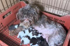 PCPR prende mulher em flagrante e resgata 80 animais em situação de maus-tratos em Curitiba