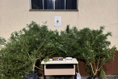 PMPR prende homem por tráfico de drogas e apreende pés de maconha em residência em Pitanga