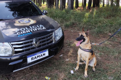 "Cão perito" do Paraná é um dos únicos especialistas em detecção de vestígios de sangue latente no Brasil