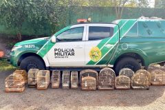 PMPR autua responsável por manter aves silvestres em cativeiro em Medianeira