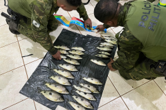 PMPR prende dois homens por pesca irregular no Rio Paraná, em Icaraíma