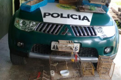 Pássaros silvestres mantidos em cativeiro são apreendidos pela Polícia Ambiental no Litoral do estado

