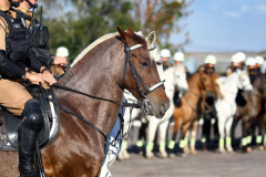 Em Curitiba (PR), alunos do Colégio da Polícia Militar participam de formatura do curso básico de equitação

