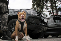 PAUTA DIA 11/12 – Canil do BOPE comemora 45 anos e promove Cãominhada no Parque Barigui

