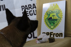 Cão farejador ajuda BPFRON a flagrar mulher tentando entrar na cadeia pública de Marechal Cândido Rondon com maconha e celular
