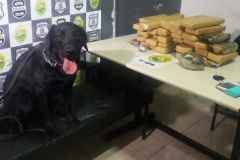 Com o apoio de cães farejadores, PM encontra tabletes de maconha na rodoviária de Foz do Iguaçu