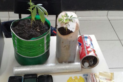 Militares estaduais apreendem pés de maconha, pedras de crack e dinheiro na RMC

