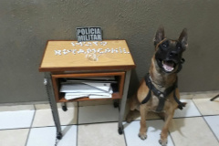 Cão farejador encontra 90 pedras de crack escondidas em sofá em Jacarezinho