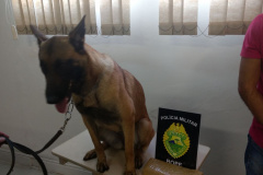 Quase um quilo de maconha é apreendido durante abordagem do BOPE em Curitiba

