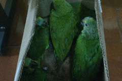 BPFron apreende filhotes de papagaio e cocaína durante ações diferentes no Oeste do Paraná

