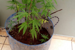 PM recebe solicitação e apreende 10 pés de maconha no aterro sanitário de São João do Ivaí
