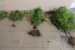 PM apreende pés de maconha no Litoral do estado e encaminha adolescente à delegacia
