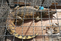 Policiais ambientais capturam jacaré localizado em empresa na região Norte do estado
