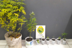 PM apreende arma de fogo, veículo e encontra plantação de maconha na RMC
