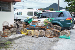 16 02 18 MatinhosResgaste de aves que estavam prontas para serem comercializadas ilegalmente