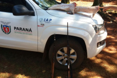 Fiscais do Instituto Ambiental do Paraná (IAP) e Polícia Ambiental prenderam nessa terça-feira (8) um homem que caçava em propriedades particulares no município de Quinta do Sol, região noroeste. Curitiba, 09/05/2018.Foto: Divulgação IAP