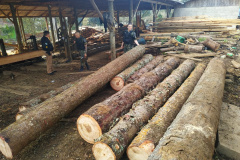 Batalhão da PM deflagra Operação Pinheiros I e localiza madeira de araucária 