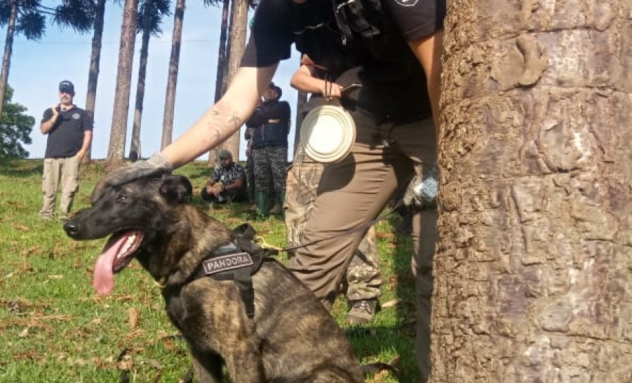 PCPR realiza seminário internacional com cães de busca em Pato Branco